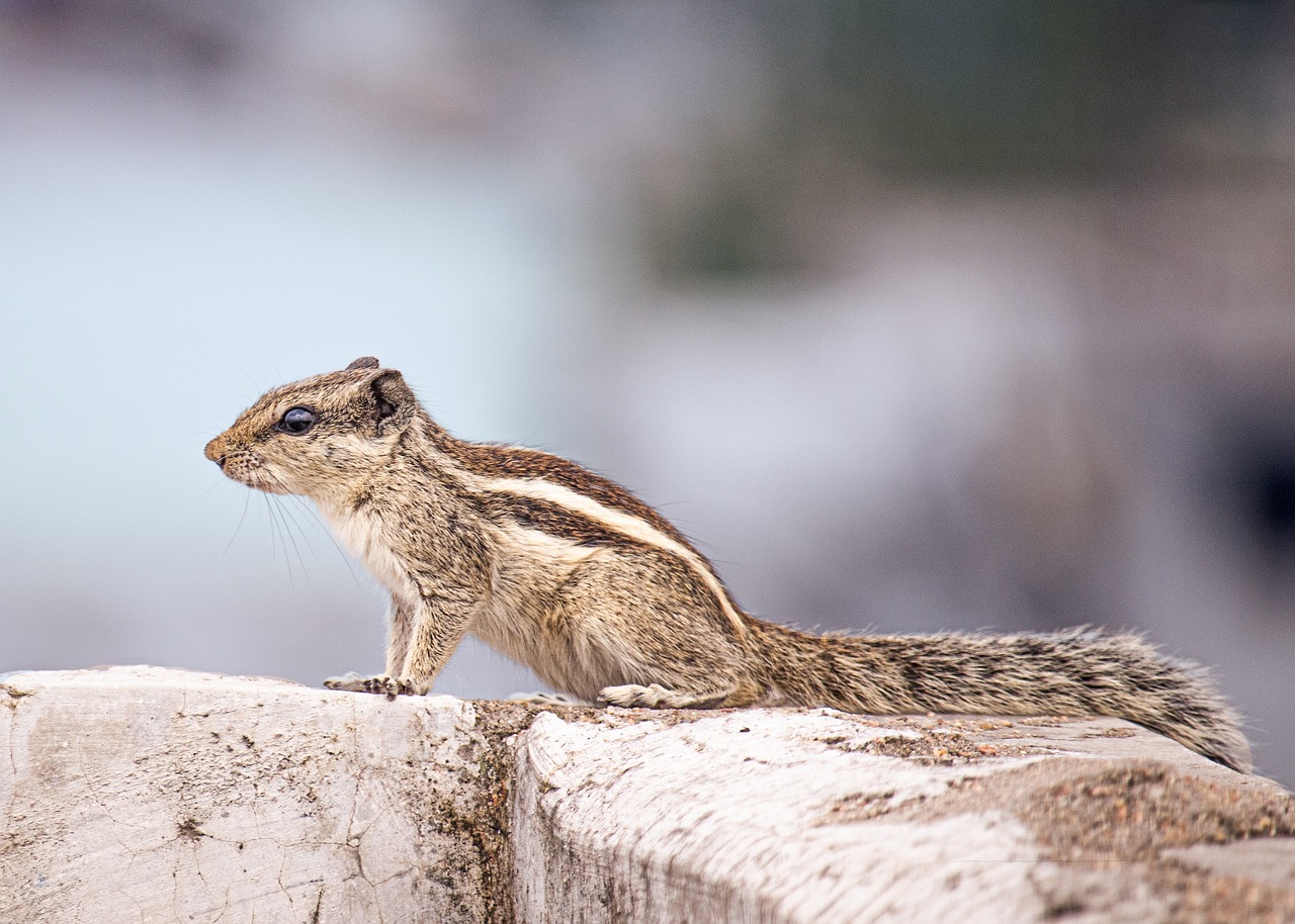 Tips for Taking Memorable Photos of Local Wildlife